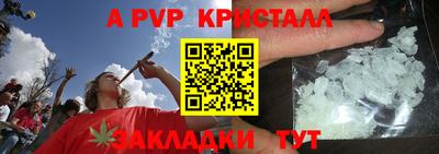 спайс Кингисепп